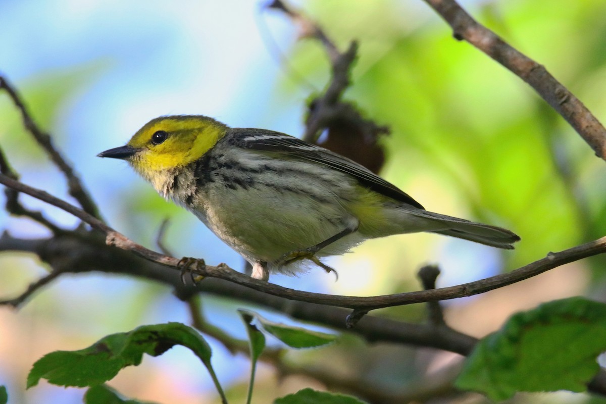 Grünmantel-Waldsänger - ML619827914