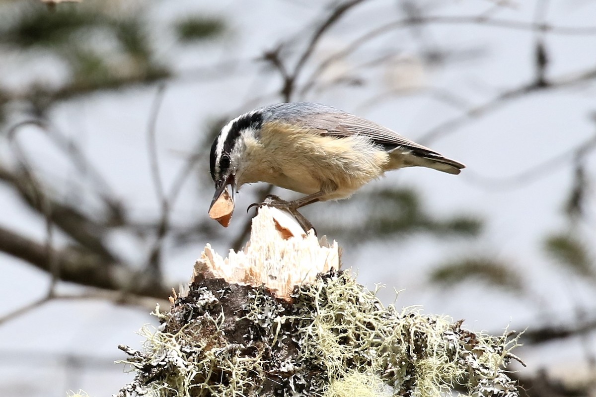 Red-breasted Nuthatch - ML619827919