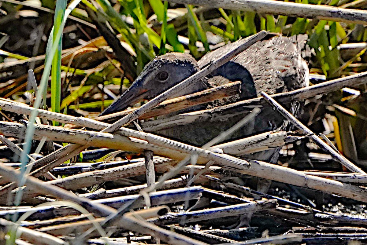 Clapper Rail - ML619827934