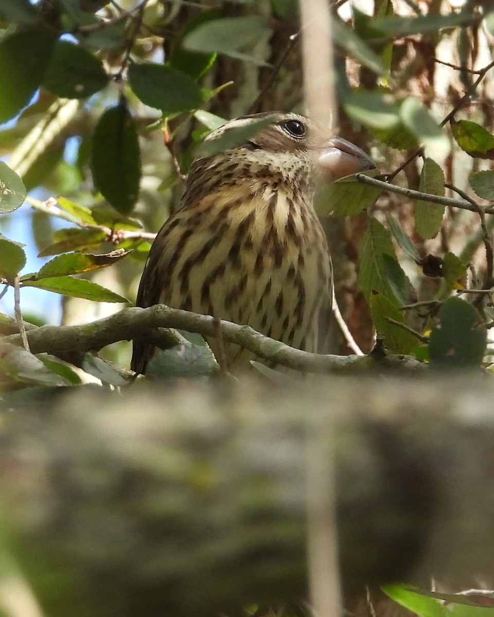 Rose-breasted Grosbeak - ML619827938