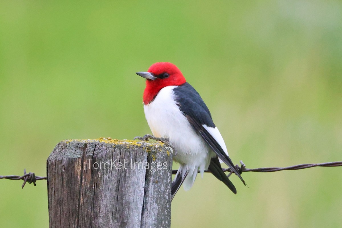 Red-headed Woodpecker - ML619827955