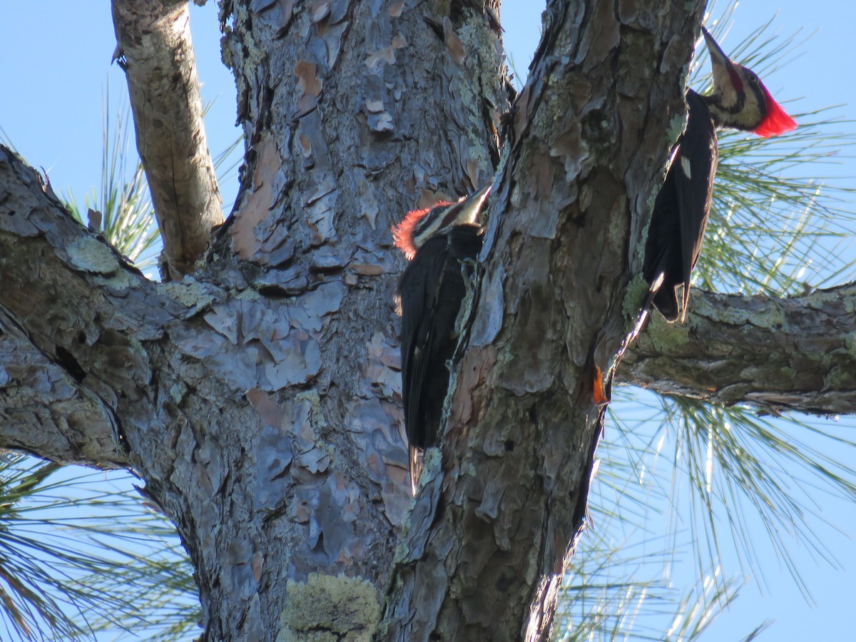 Pileated Woodpecker - ML619827959