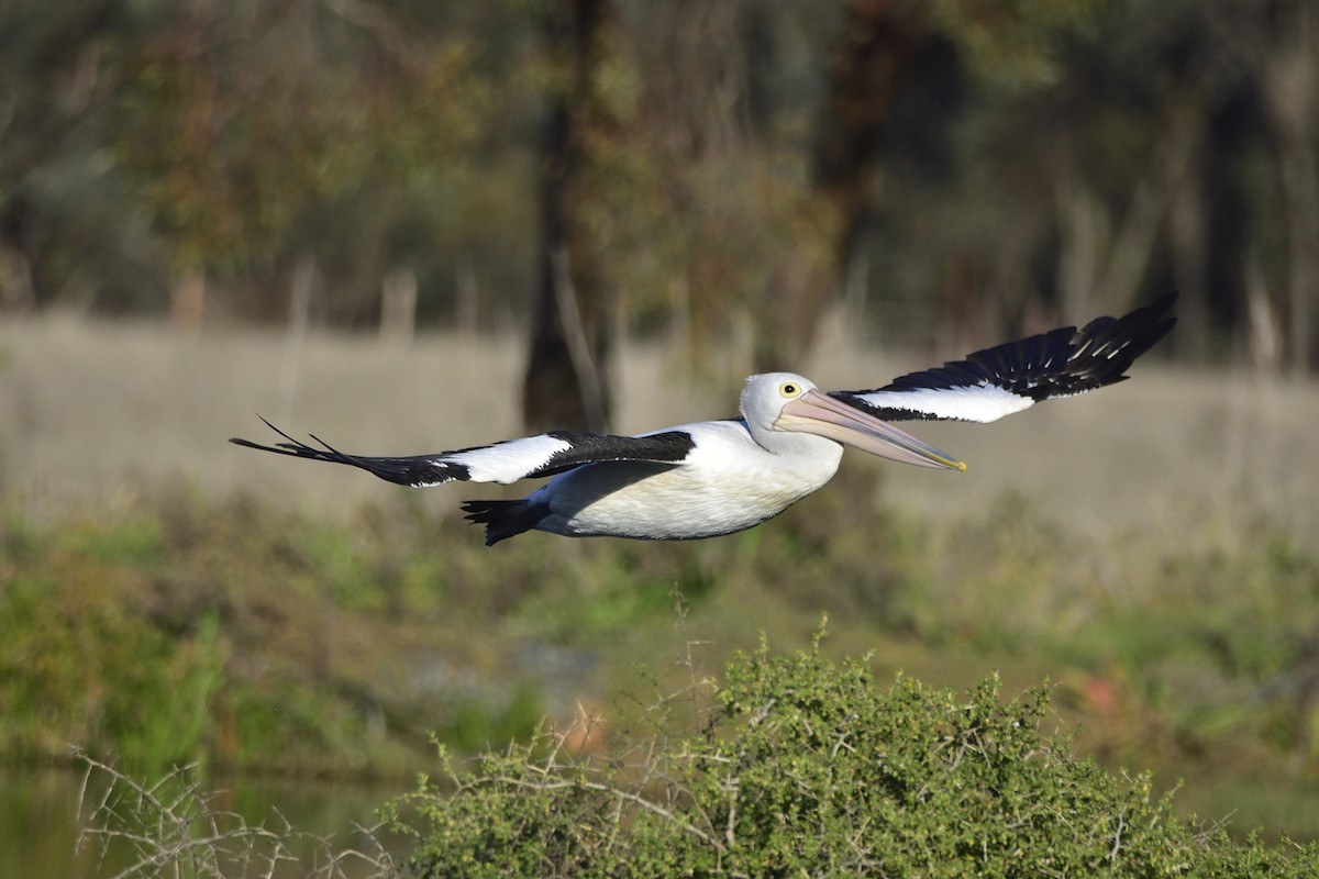 pelikán australský - ML619827969