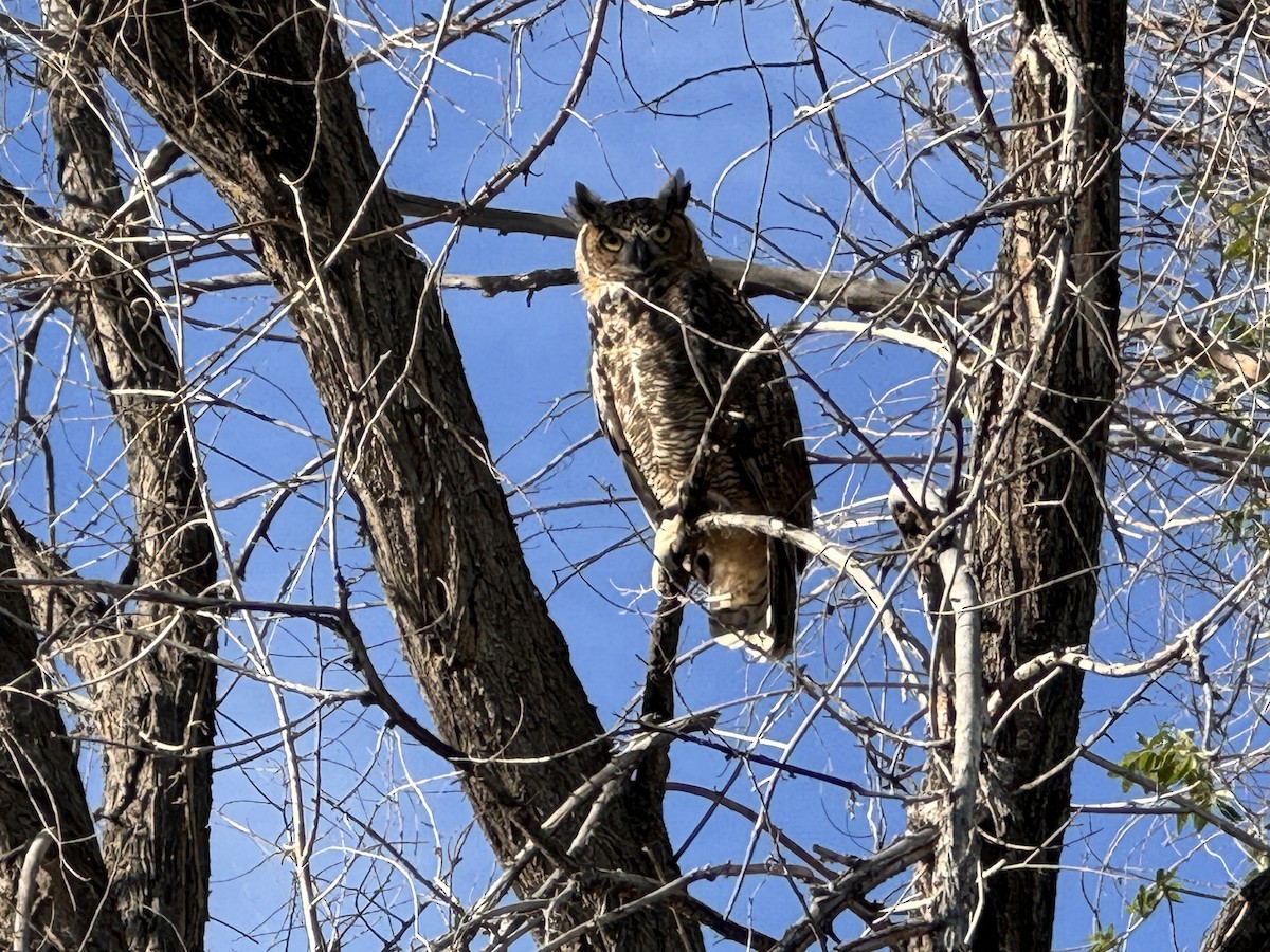 Great Horned Owl - ML619827980