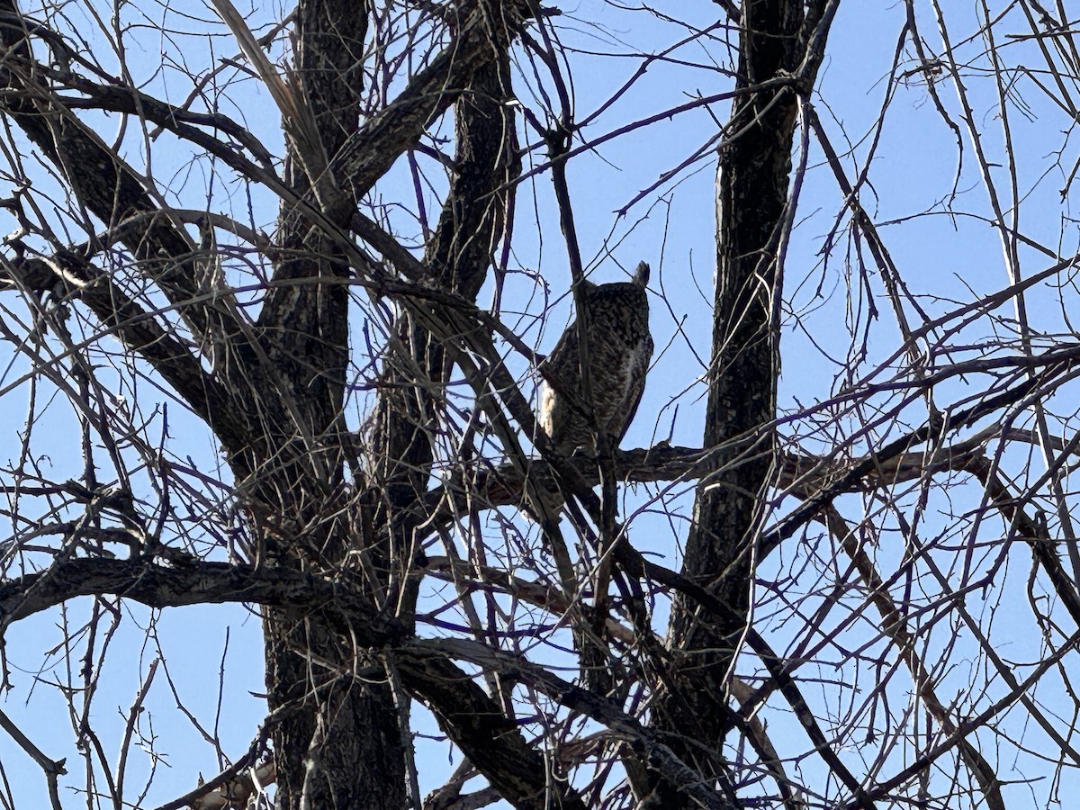 Great Horned Owl - ML619827981