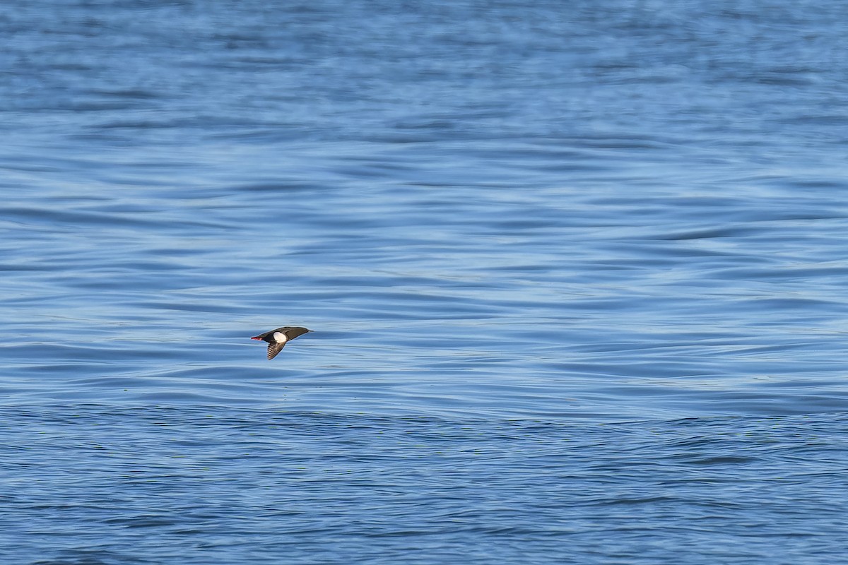 Black Guillemot - ML619828009