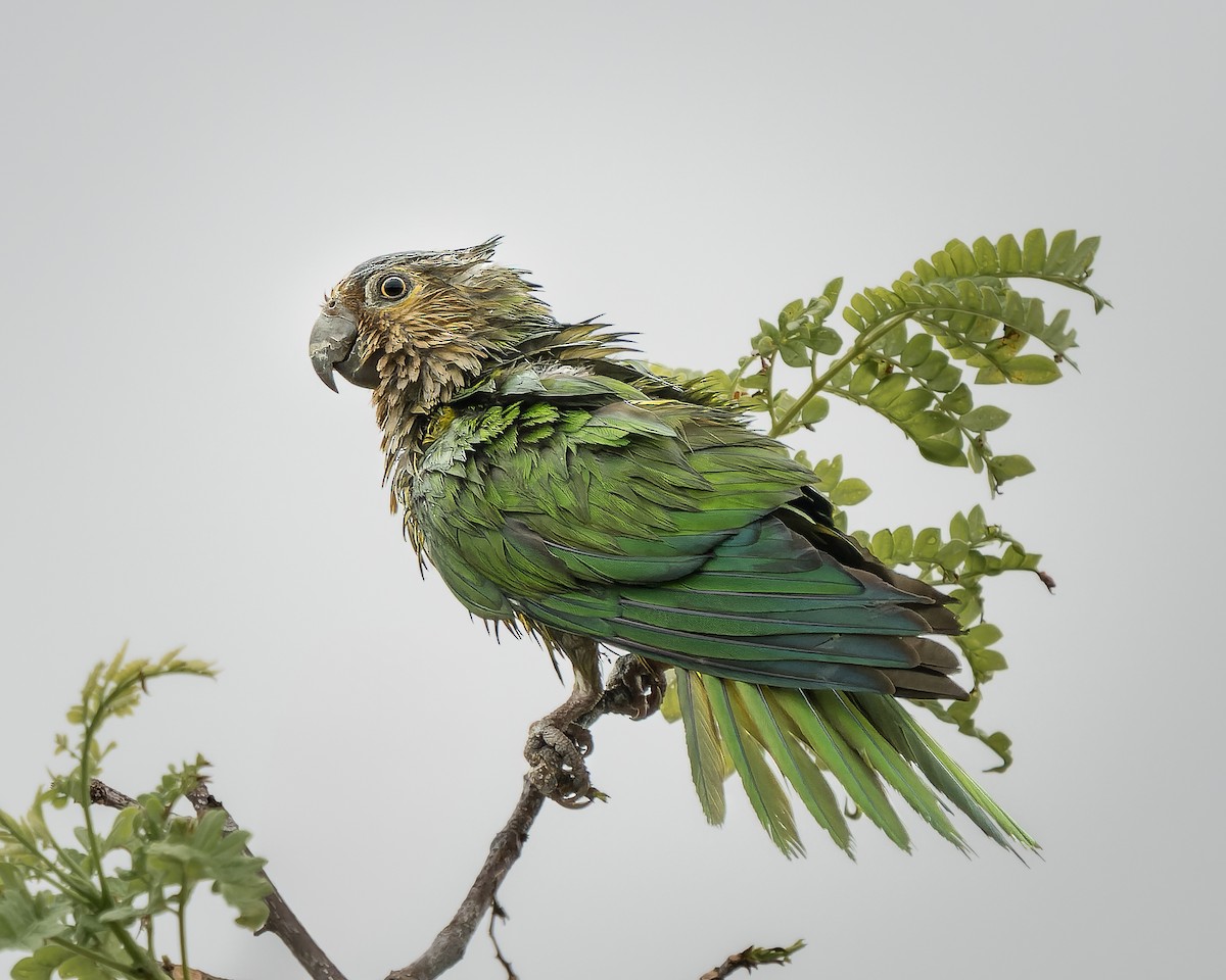 Brown-throated Parakeet - ML619828010