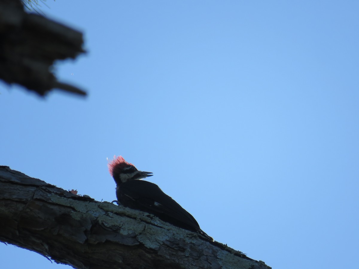 Pileated Woodpecker - ML619828015