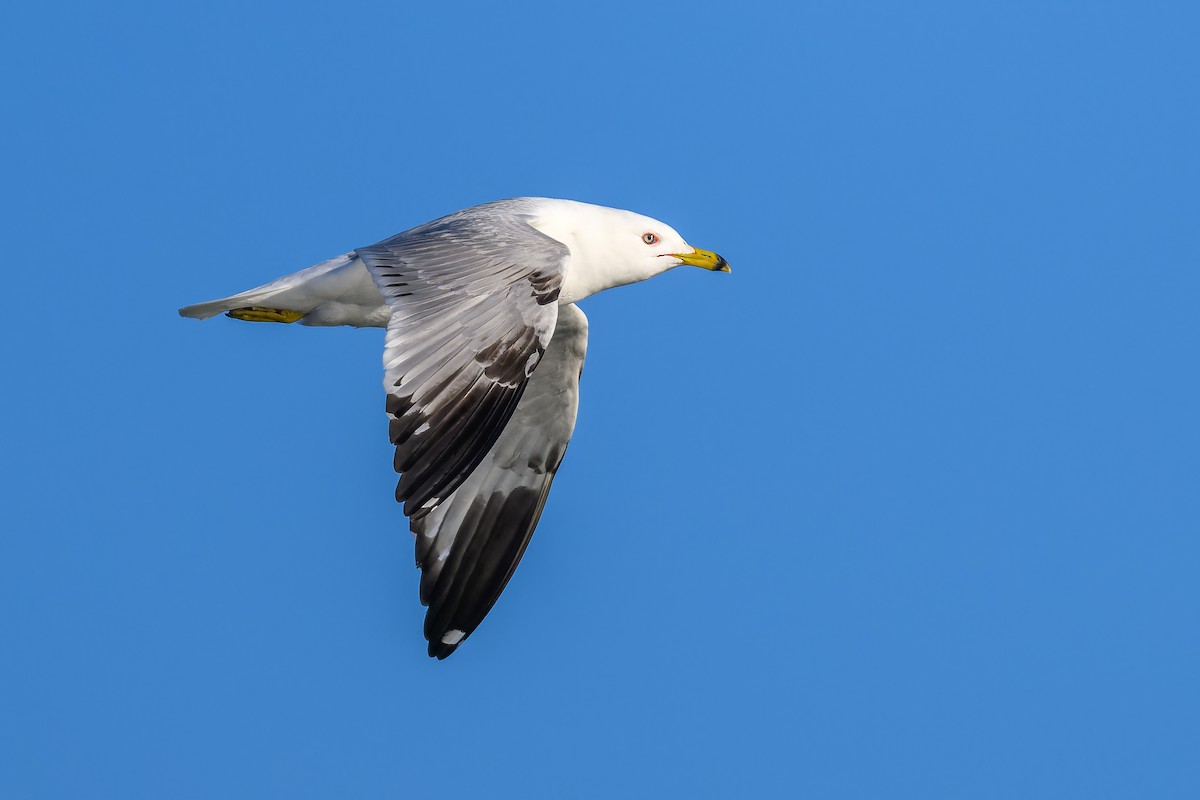 Ring-billed Gull - ML619828018