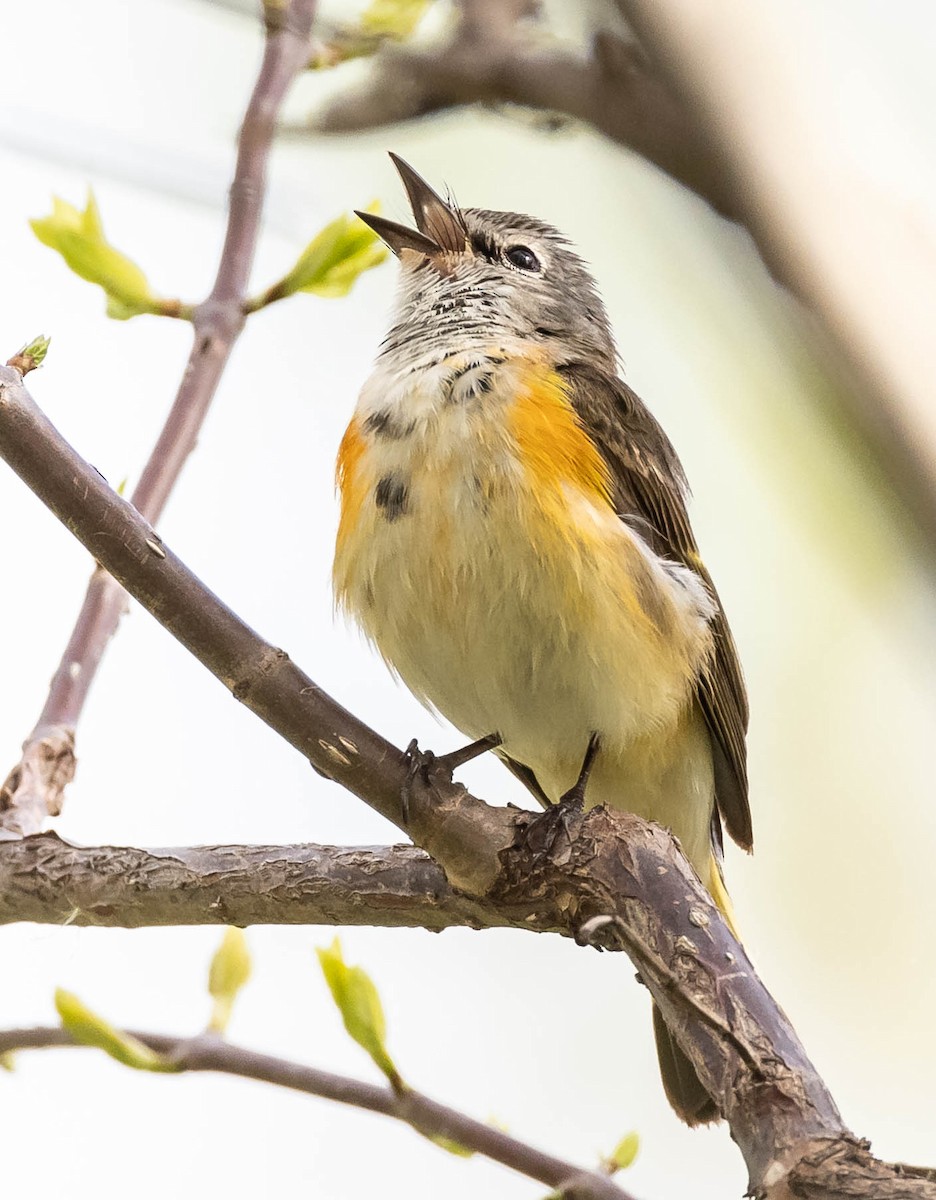 American Redstart - ML619828023