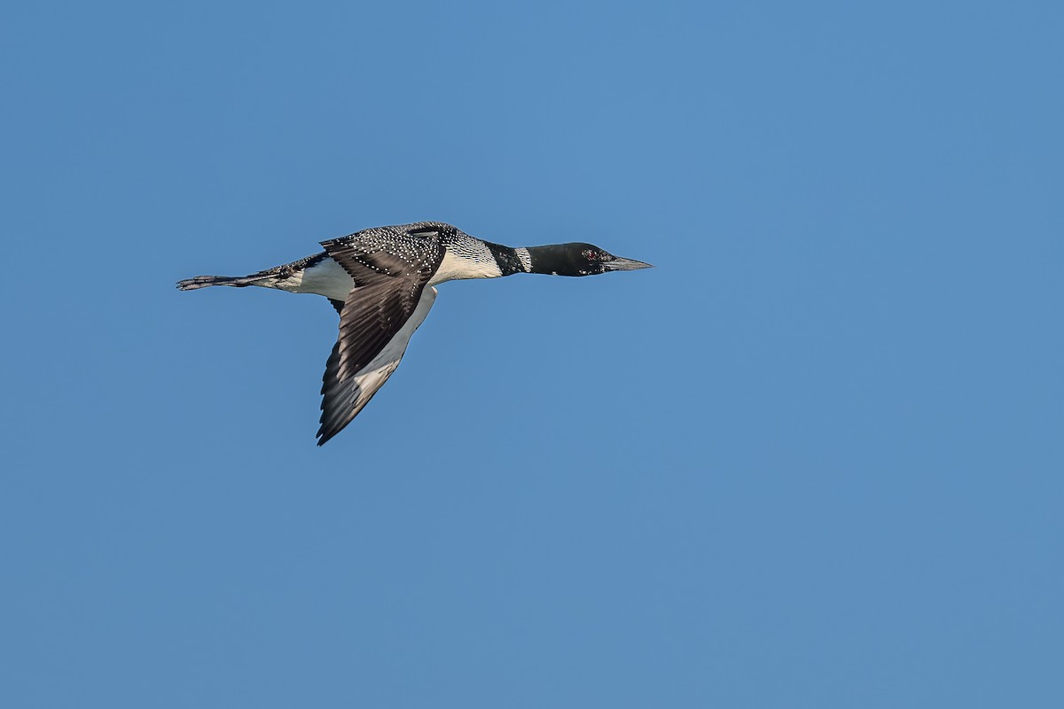 Common Loon - ML619828024