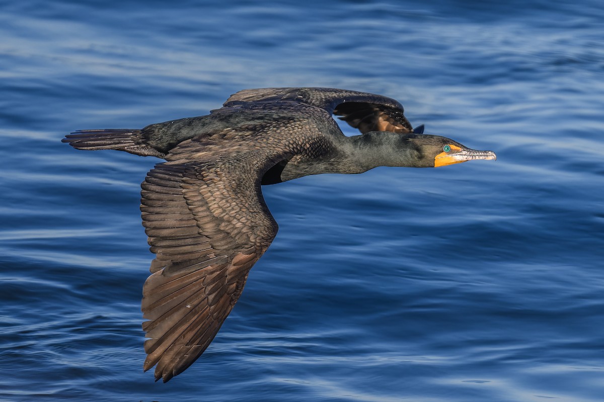 Double-crested Cormorant - ML619828025