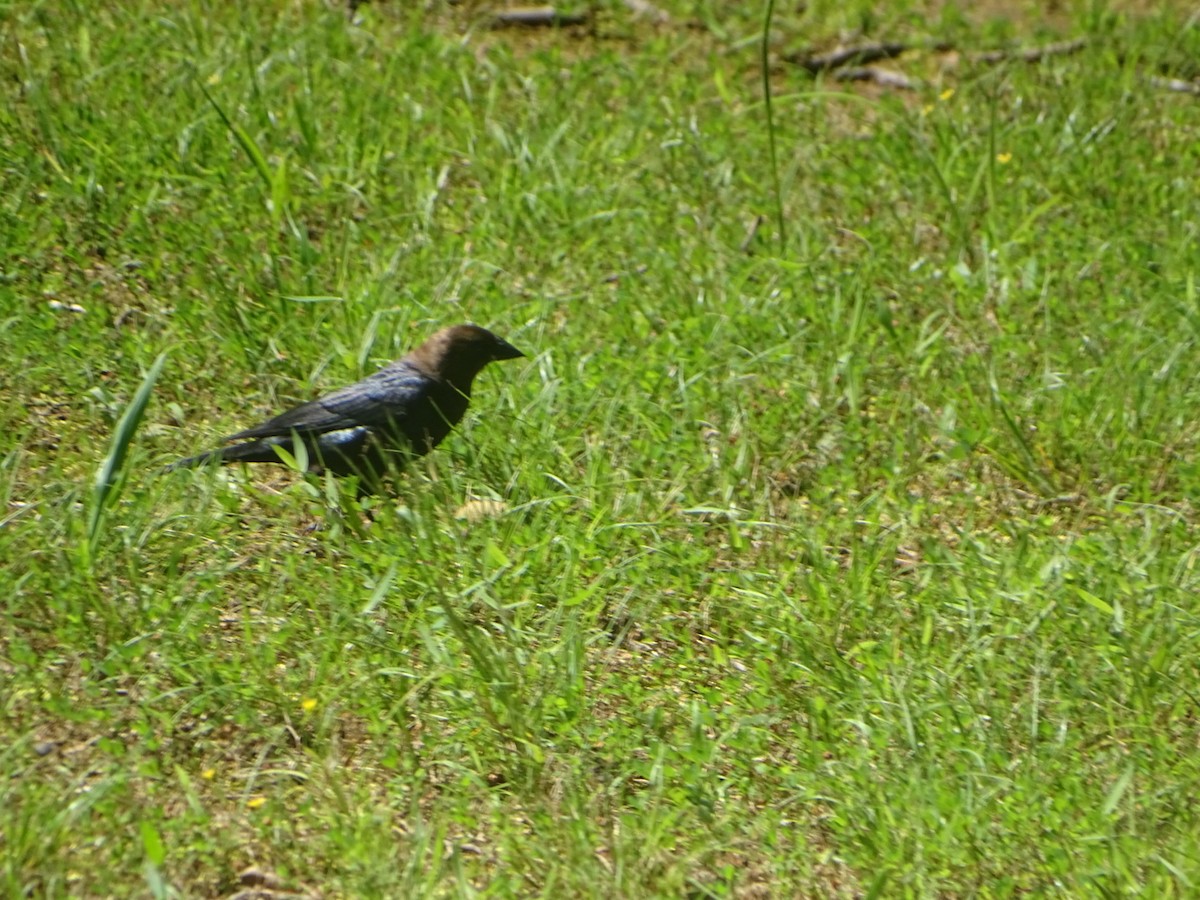 Brown-headed Cowbird - ML619828026