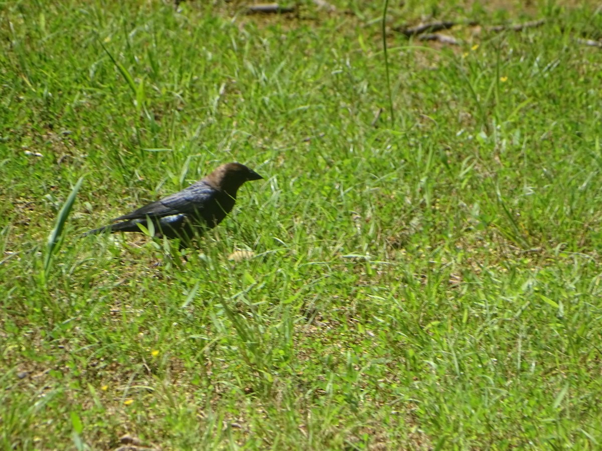 Brown-headed Cowbird - ML619828026