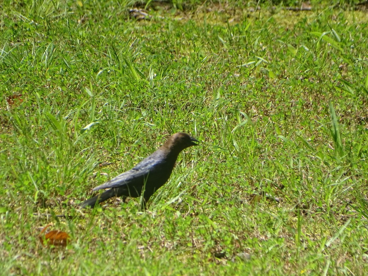 Brown-headed Cowbird - ML619828027