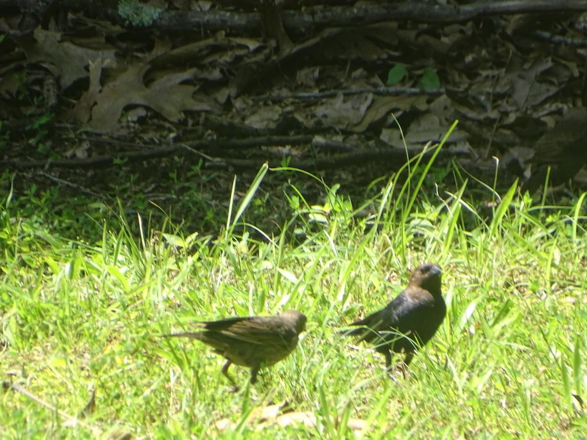 Vacher à tête brune - ML619828028