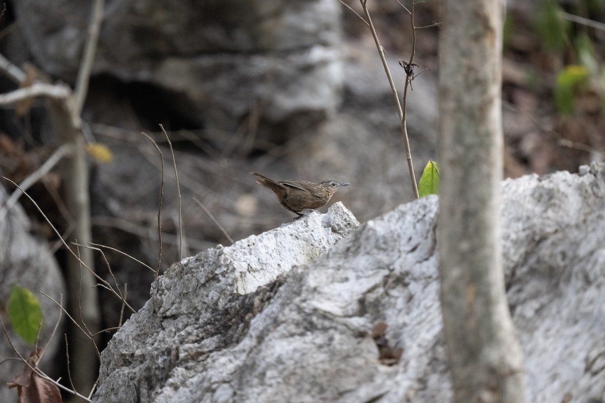 Rufous Limestone Babbler - ML619828030