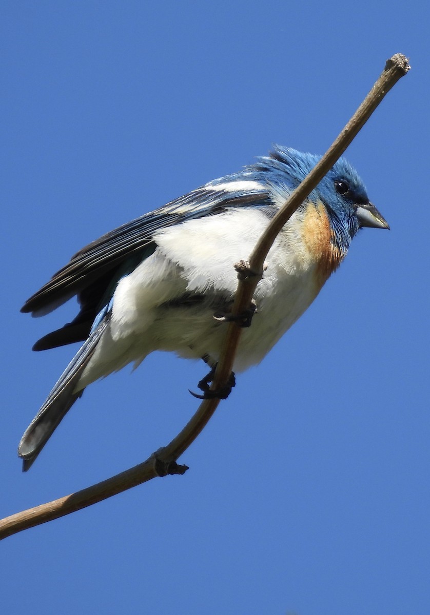 Lazuli Bunting - ML619828031