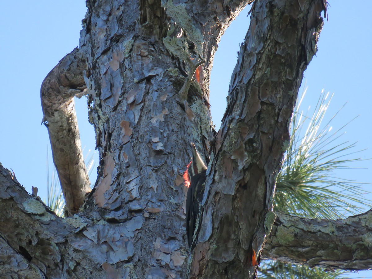 Pileated Woodpecker - ML619828037