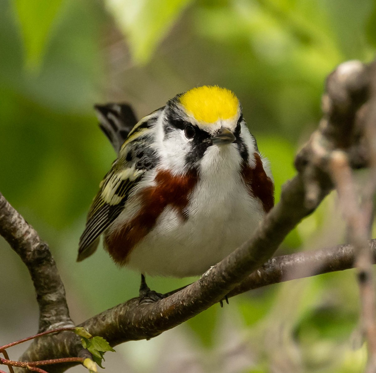 Chestnut-sided Warbler - Scott Surner