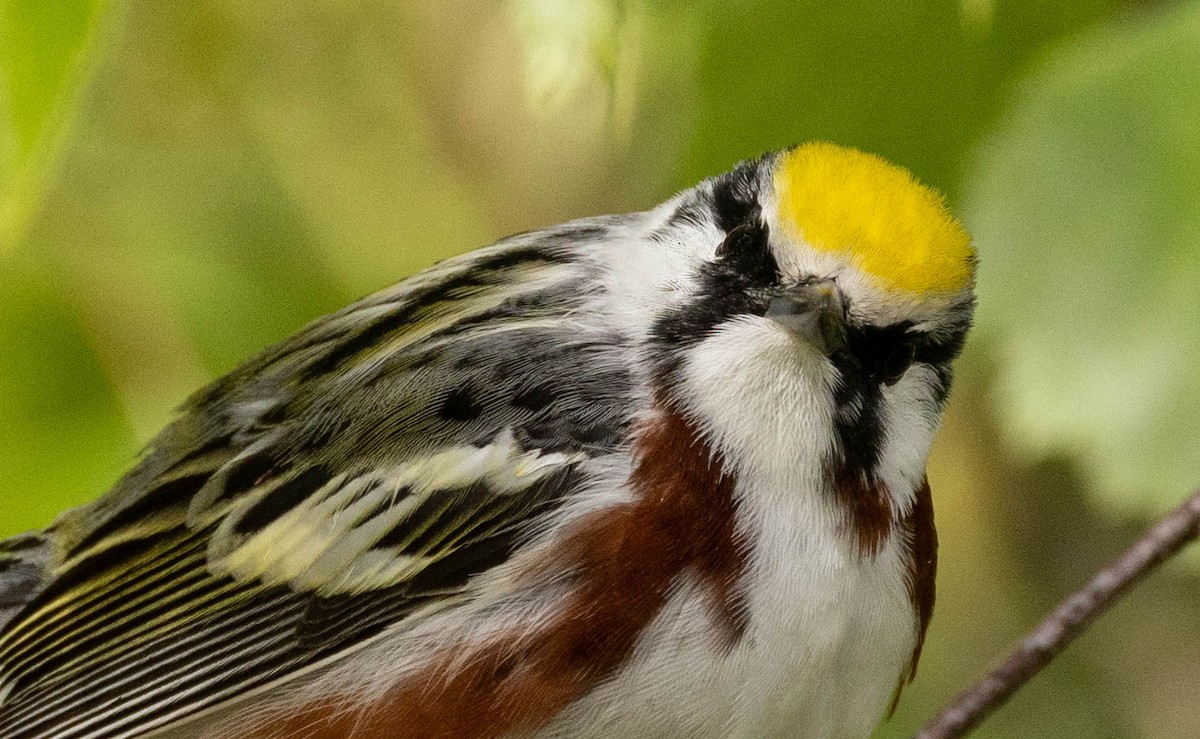 Chestnut-sided Warbler - ML619828041