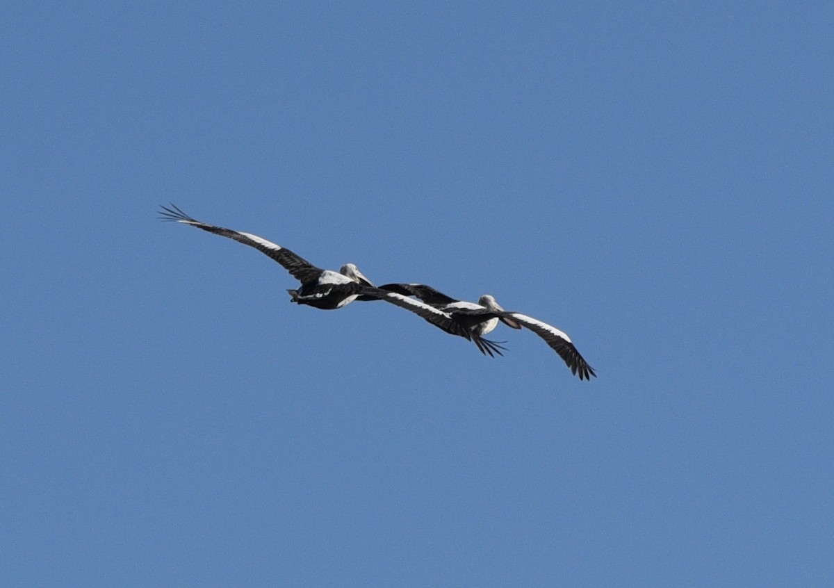 pelikán australský - ML619828049