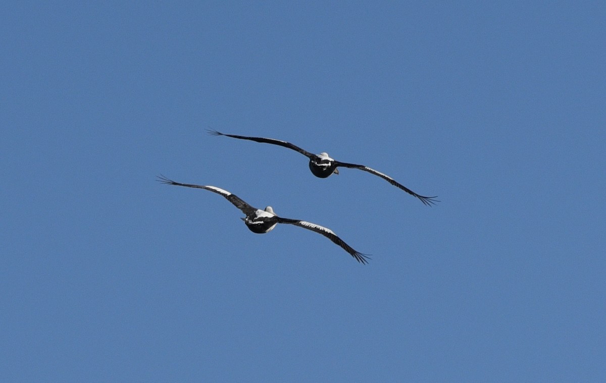 pelikán australský - ML619828050