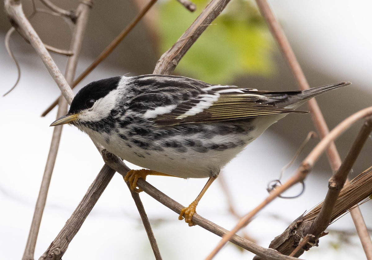 Paruline rayée - ML619828053