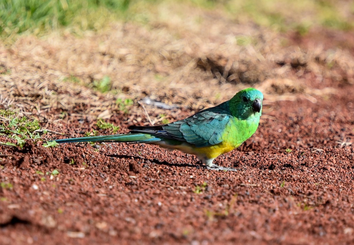 Red-rumped Parrot - ML619828076