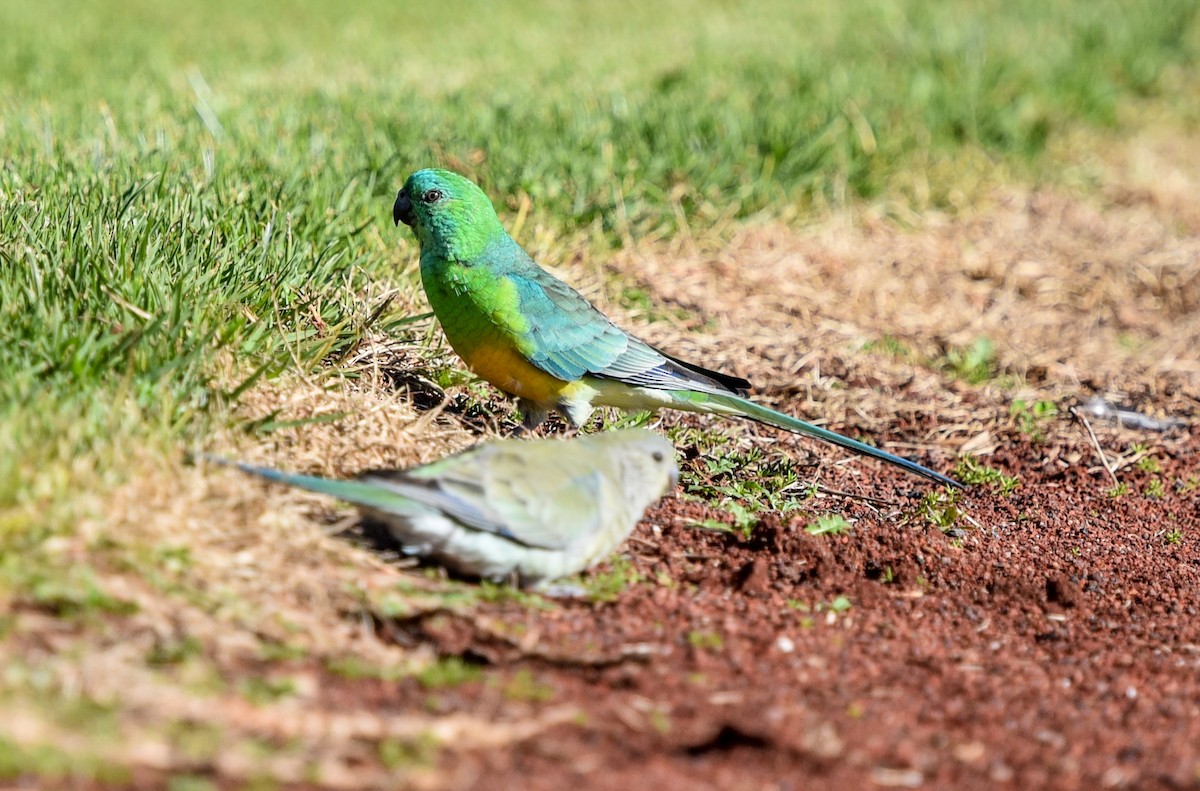 Red-rumped Parrot - ML619828077