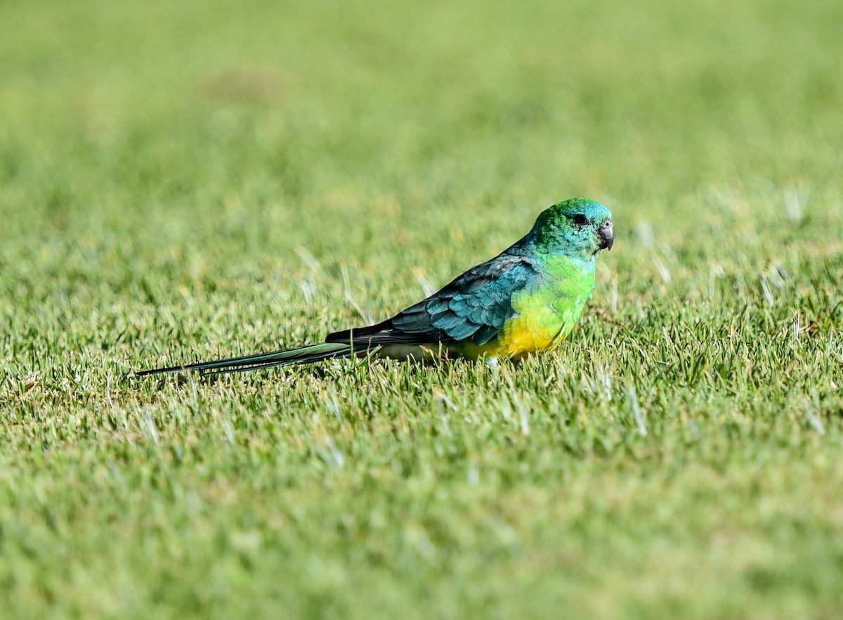 Red-rumped Parrot - ML619828078