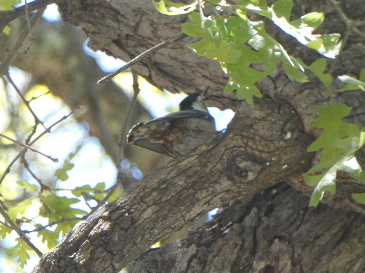 White-breasted Nuthatch (Interior West) - ML619828089