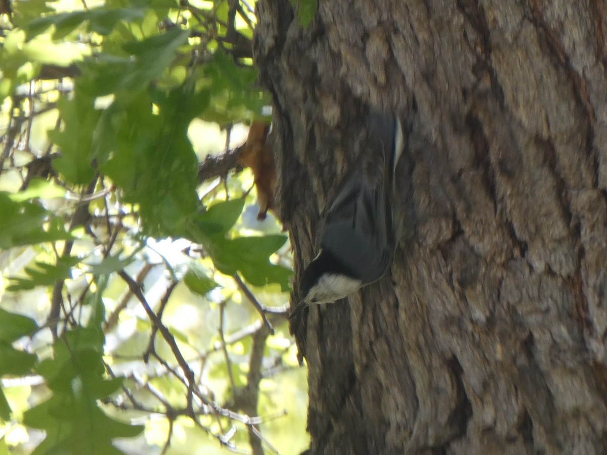 White-breasted Nuthatch (Interior West) - ML619828090