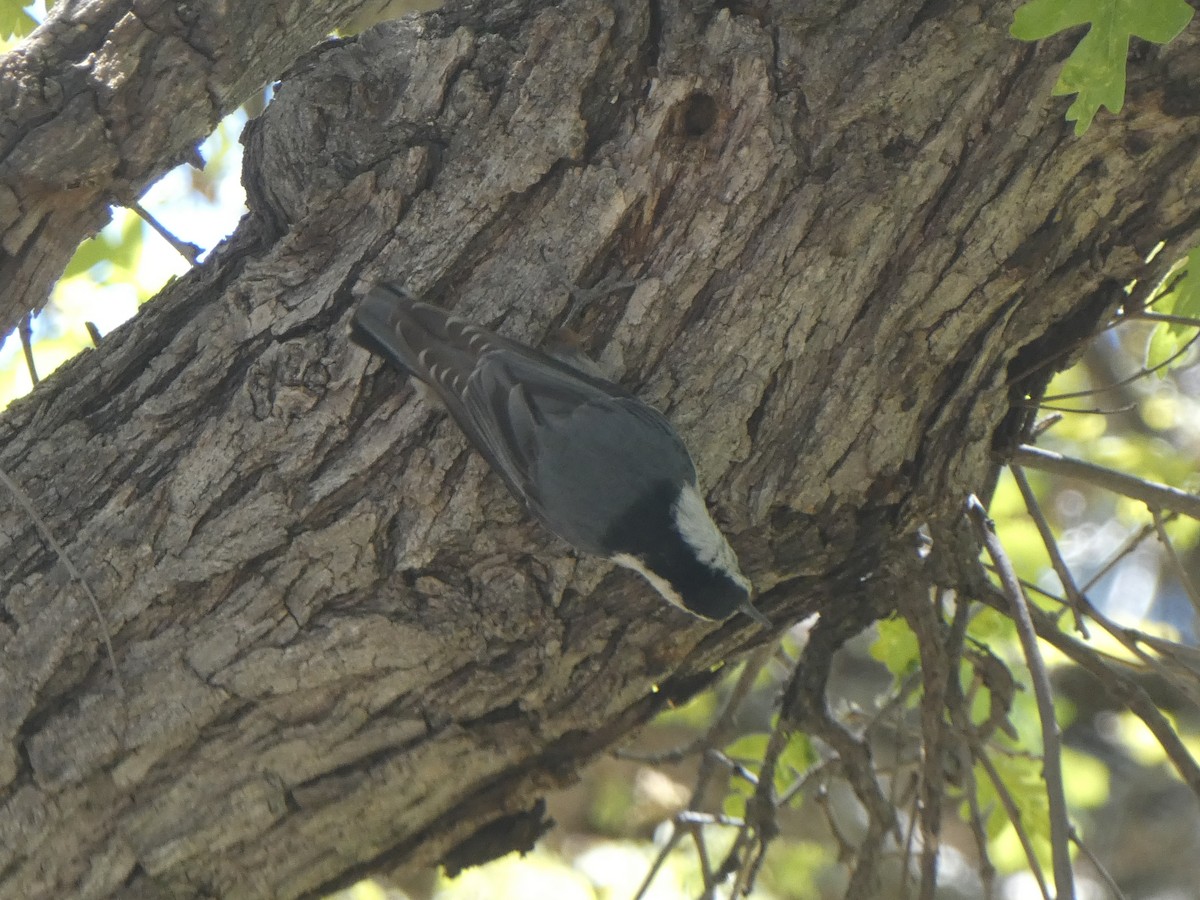 White-breasted Nuthatch (Interior West) - ML619828091
