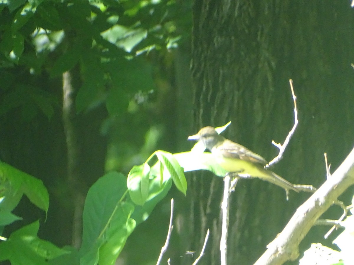 Great Crested Flycatcher - ML619828104