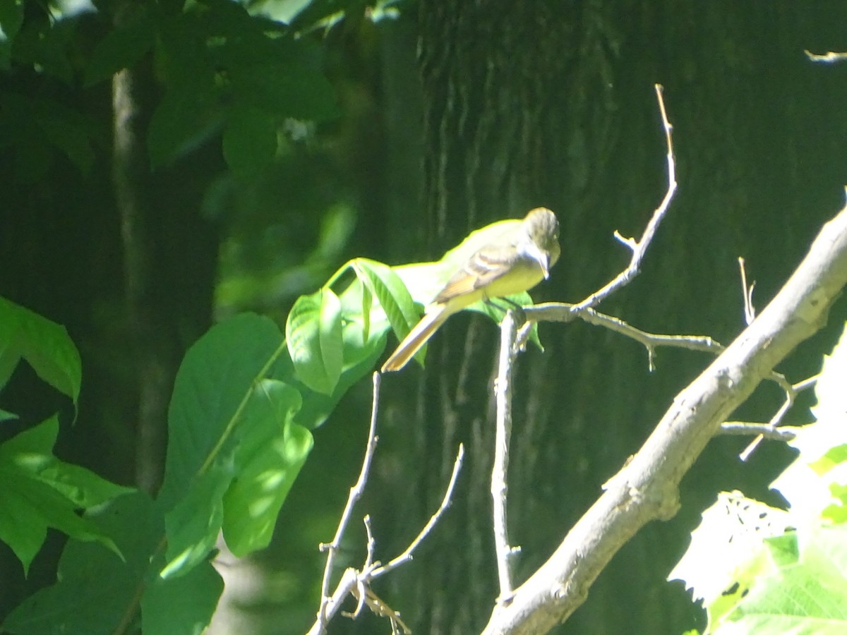 Great Crested Flycatcher - ML619828105