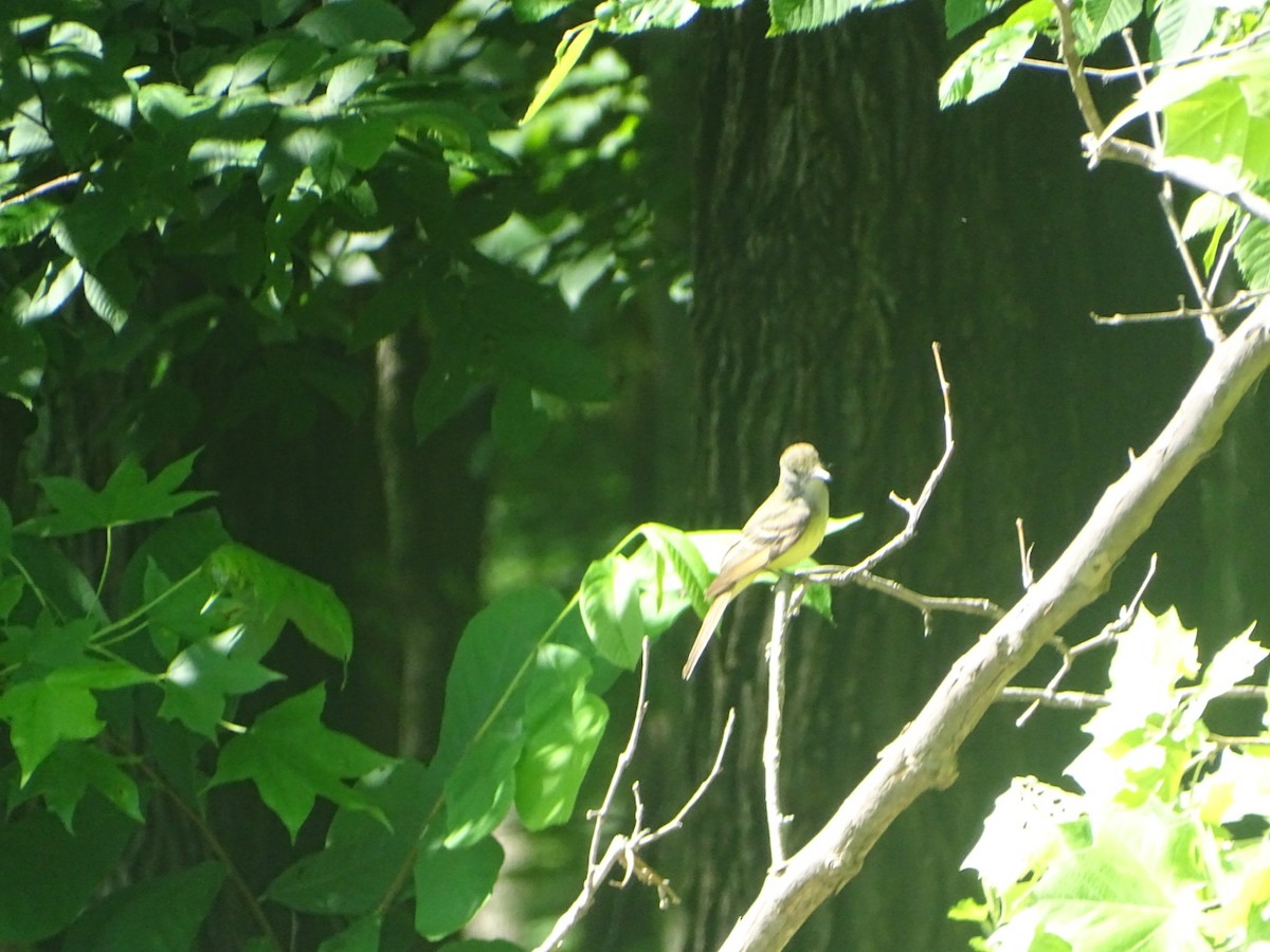 Great Crested Flycatcher - ML619828106