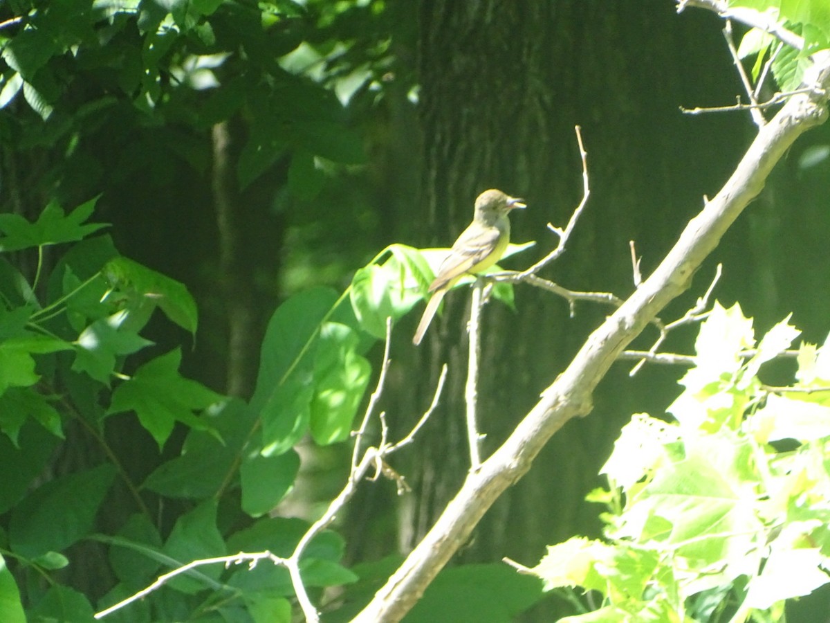 Great Crested Flycatcher - ML619828107