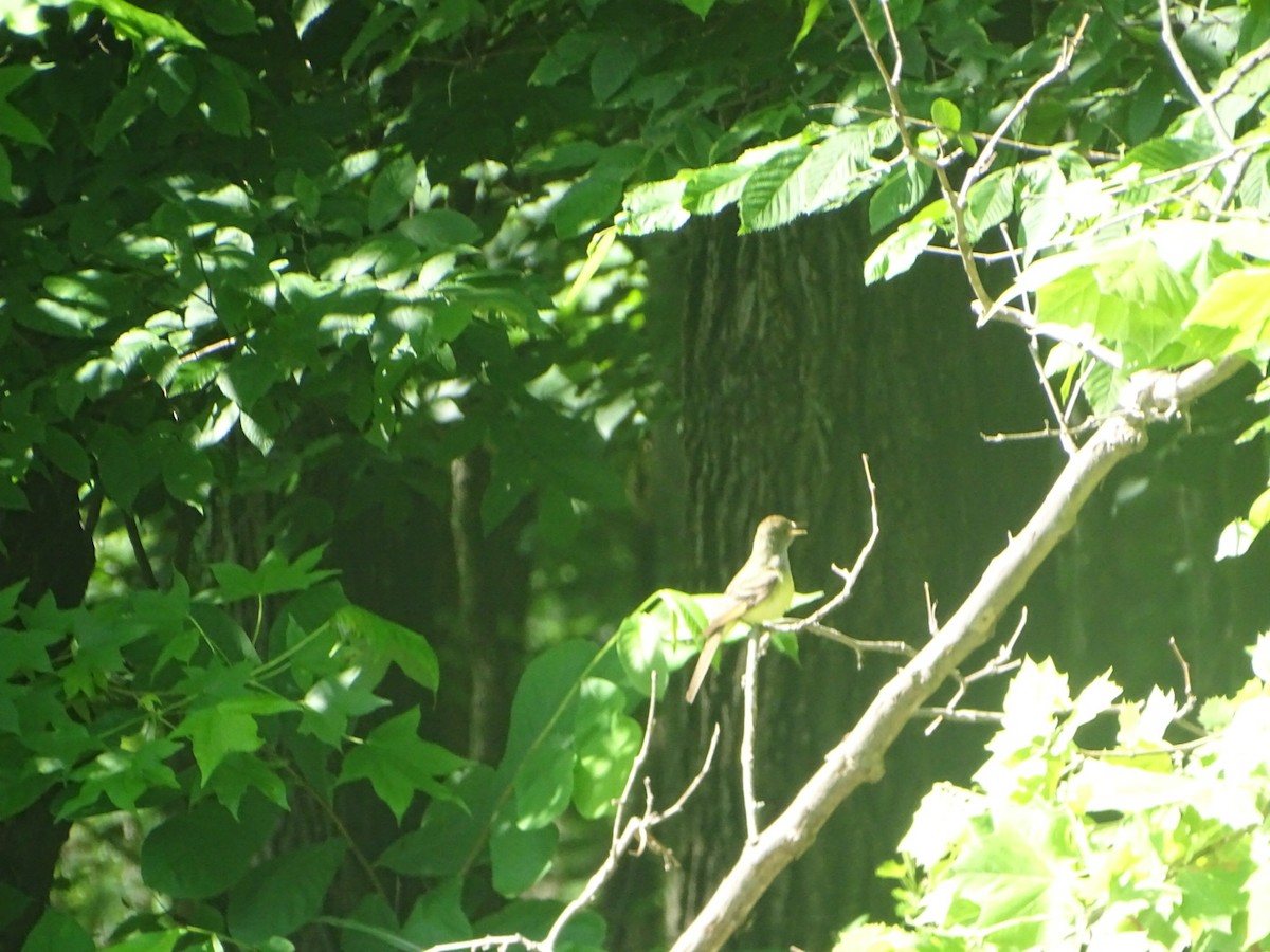 Great Crested Flycatcher - ML619828108