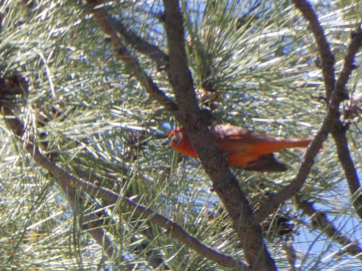 Hepatic Tanager - ML619828110