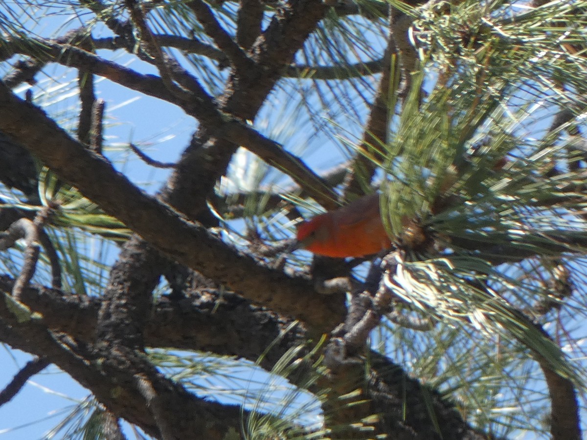 Hepatic Tanager - ML619828111