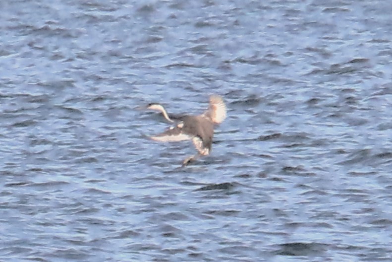 Western Grebe - James Kerner