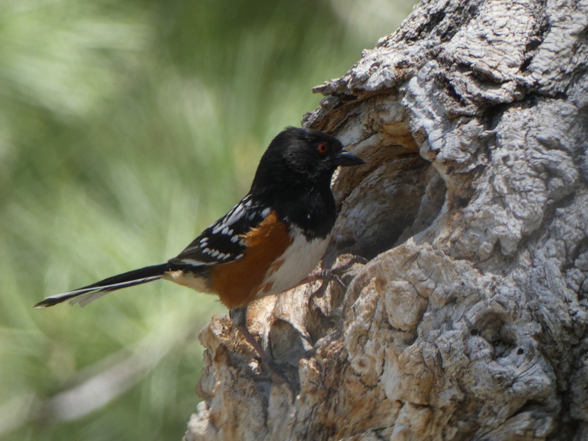 Spotted Towhee - ML619828121