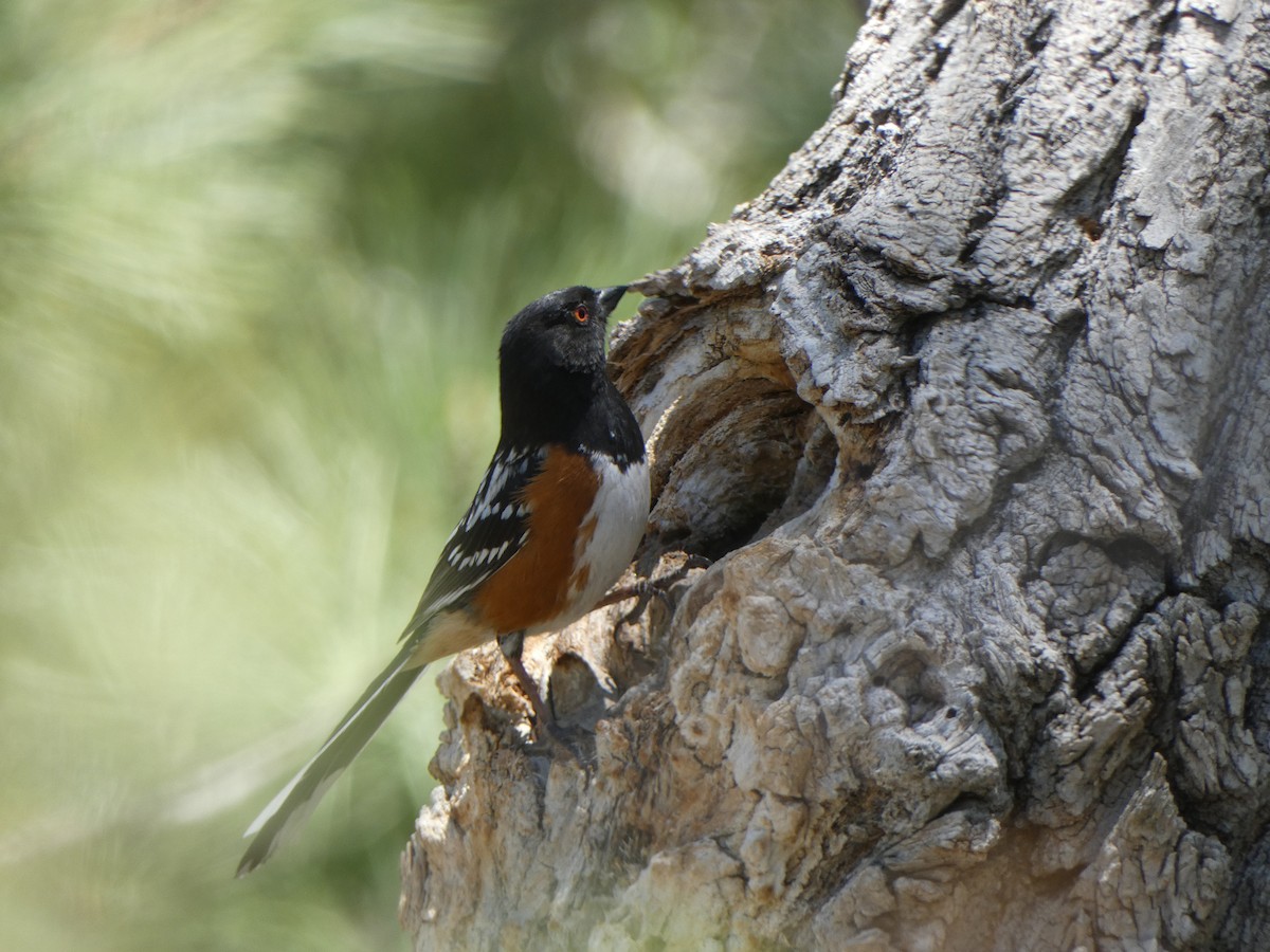 Spotted Towhee - ML619828122