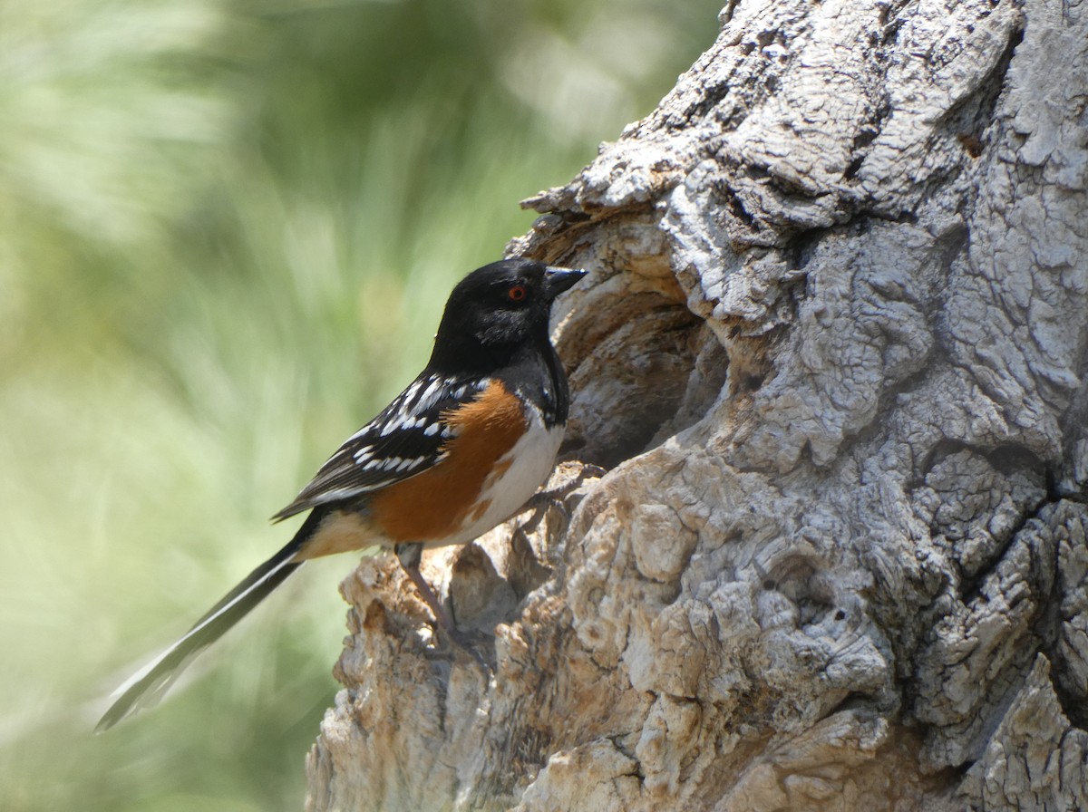 Spotted Towhee - ML619828123