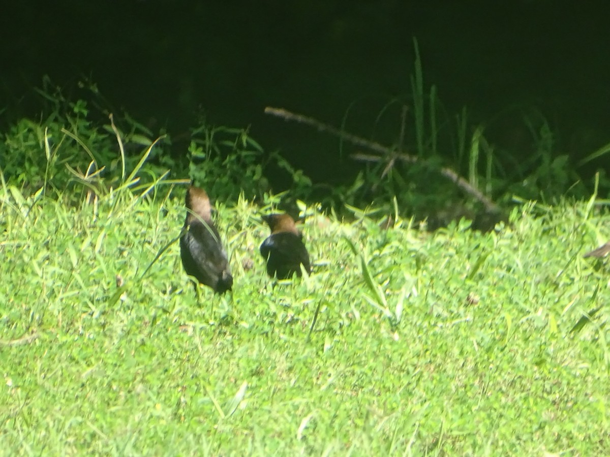 Brown-headed Cowbird - ML619828129