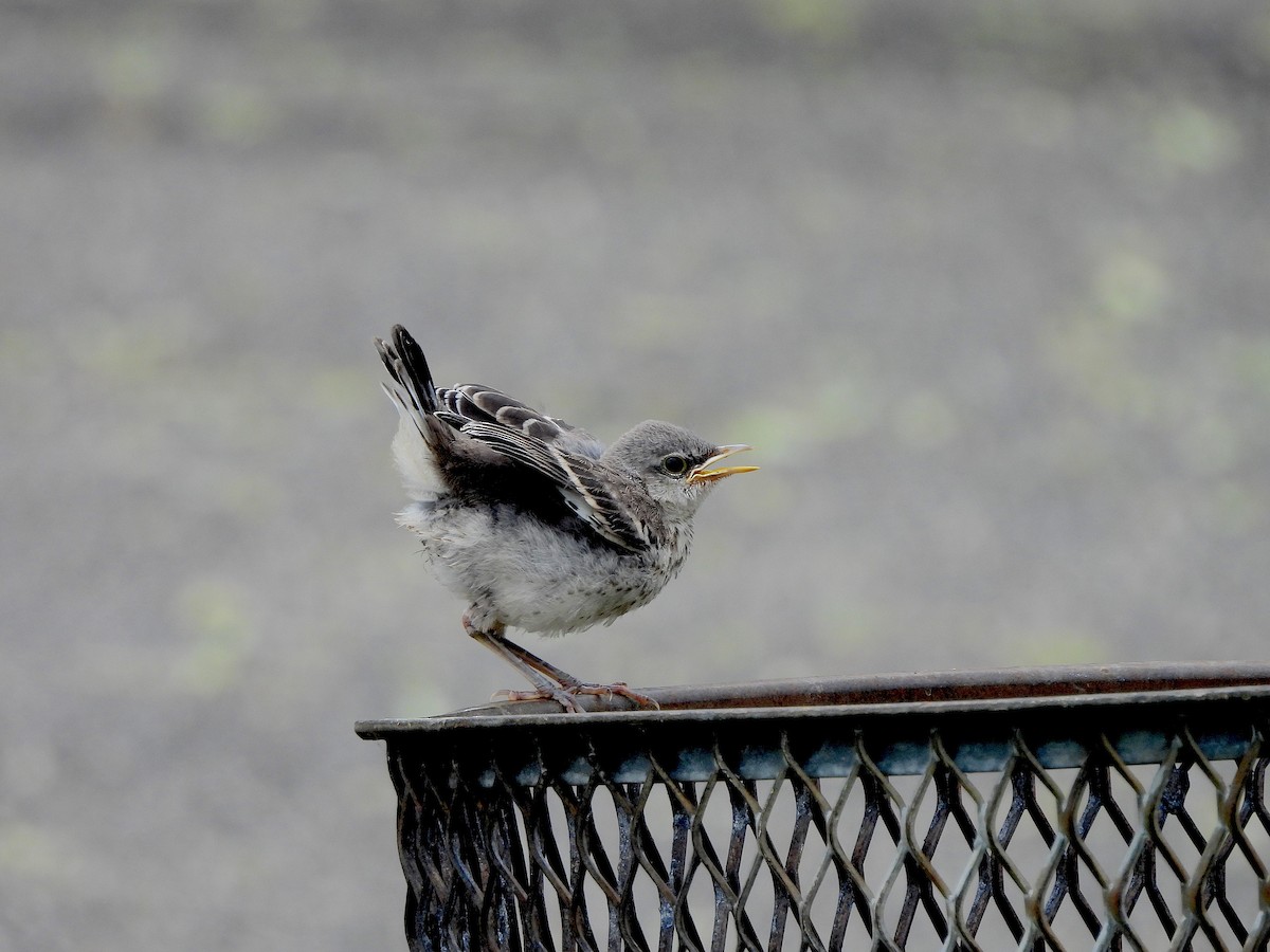 Northern Mockingbird - ML619828141