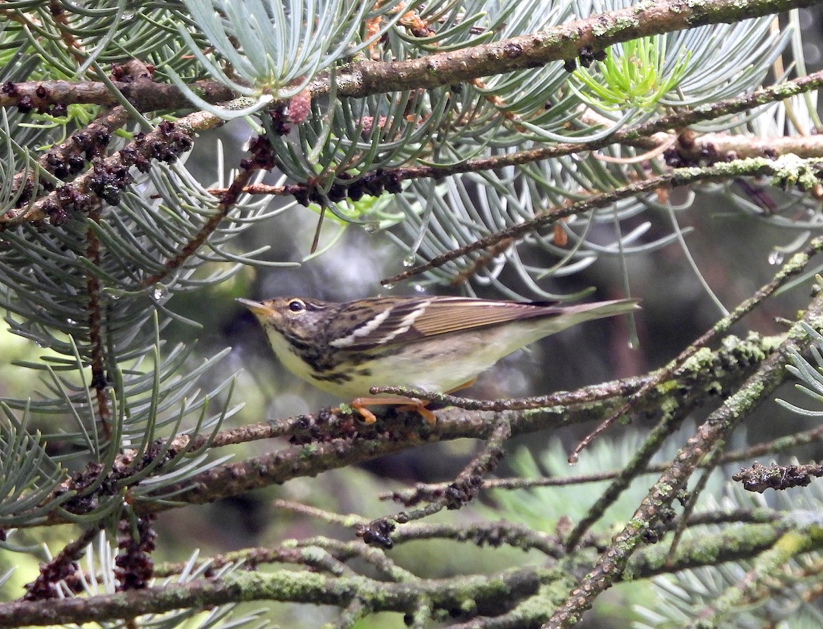 Blackpoll Warbler - ML619828152