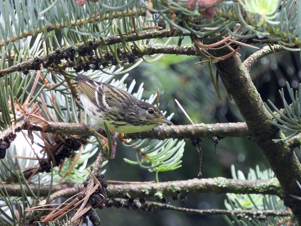 Blackpoll Warbler - ML619828153