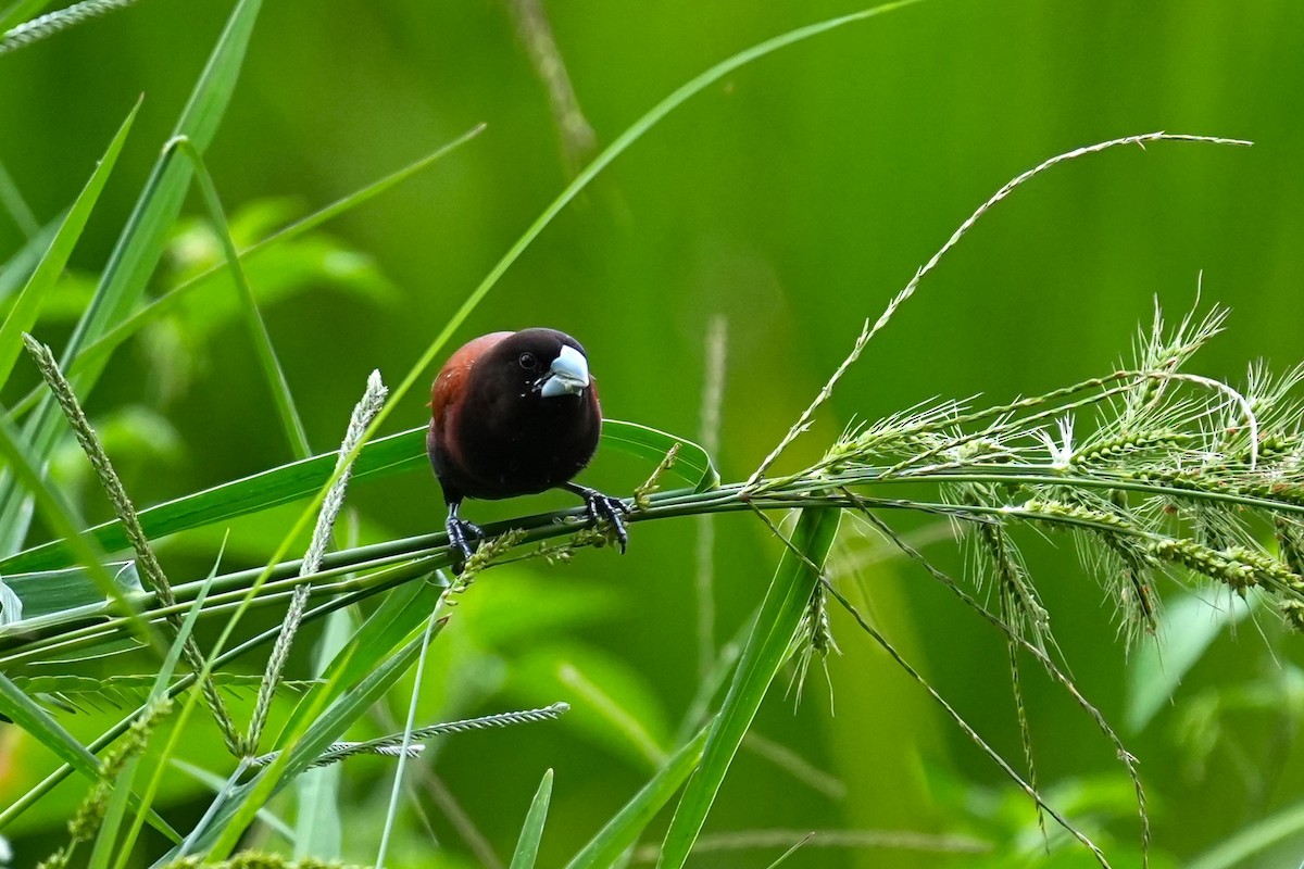 Chestnut Munia - ML619828154